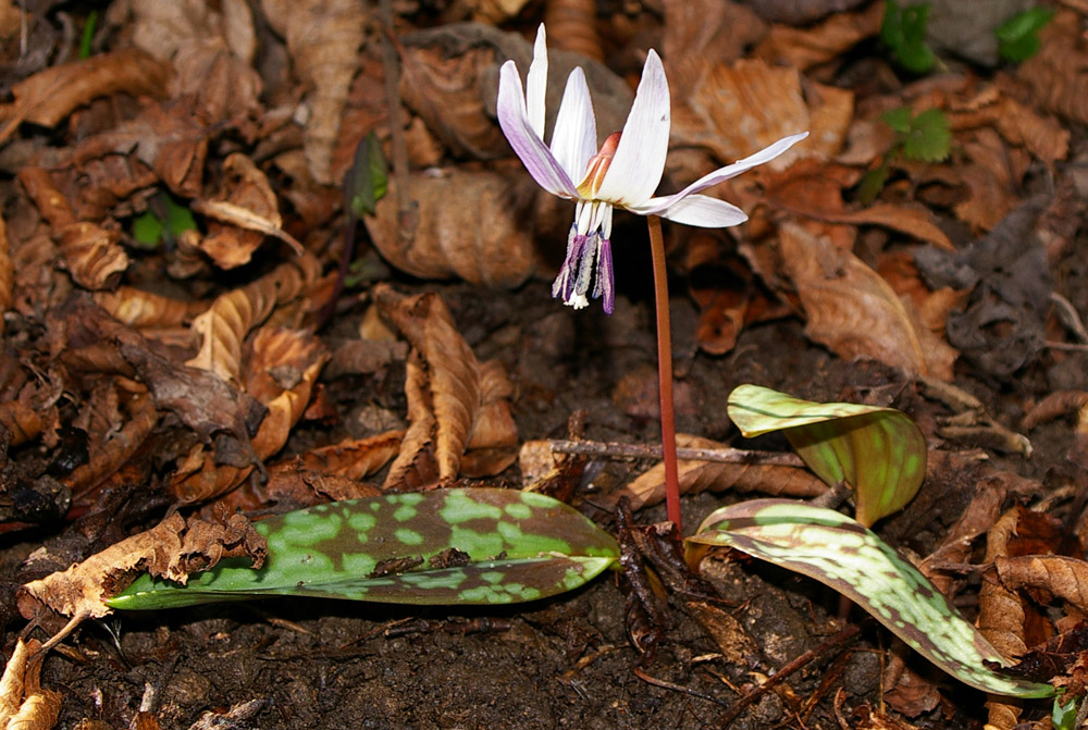 Erythronium dens-canis / Dente di cane